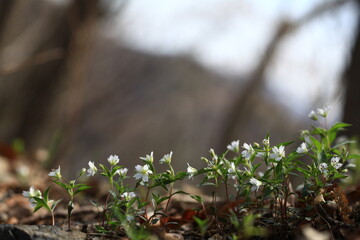 야생화 / wild flowers	
