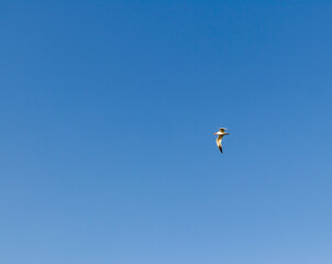 Fototapeta na wymiar Shot of a seagull flying in the blue sky. Nature