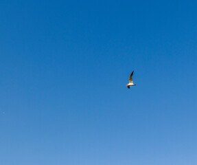 Shot of a seagull flying in the blue sky. Nature