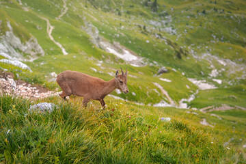 mountain goat on a steep slope in the Italian Alps