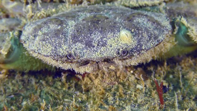 Jaguar round crab (Xantho poressa): the camera slowly zooms out of the crab's eyes to a wide angle, then the animal leaves the frame.