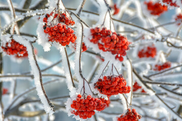 Branches of trees and bushes covered with frost in sunny frosty weather.