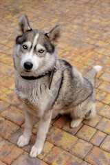 husky, dog, pet, animal, black, puppy, canine, isolated, portrait, breed, cute, terrier, white, domestic, mammal, purebred, cane, young, big, brown, pitbull, corso, studio, mastiff, staffordshire, sit