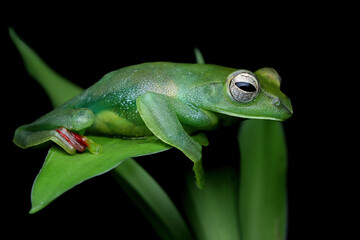 Rhacophorus dulitensis closeup on green leaves, Jade tree frog closeup on green leaves