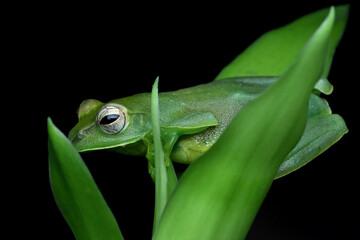 Rhacophorus dulitensis closeup on green leaves, Jade tree frog closeup on green leaves