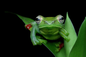 Rhacophorus dulitensis closeup on green leaves, Jade tree frog closeup on green leaves