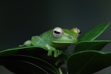 Rhacophorus dulitensis closeup on green leaves, Jade tree frog closeup on green leaves