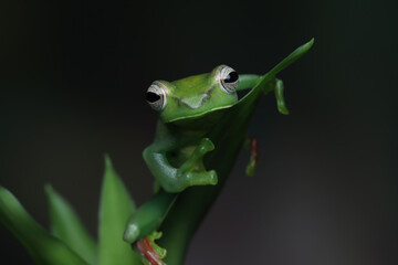 Rhacophorus dulitensis closeup on green leaves, Jade tree frog closeup on green leaves