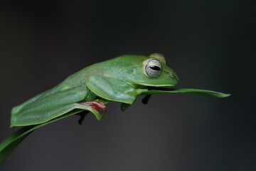 Rhacophorus dulitensis closeup on green leaves, Jade tree frog closeup on green leaves