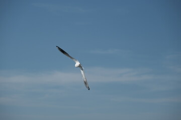 Gull