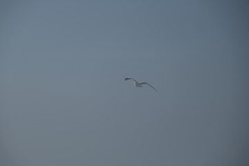 Gull