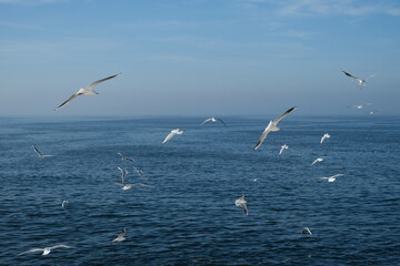 Seagulls