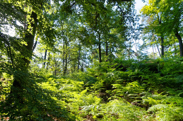 Denecourt hiking path 1, Mont Ussy in Fontainebeau forest