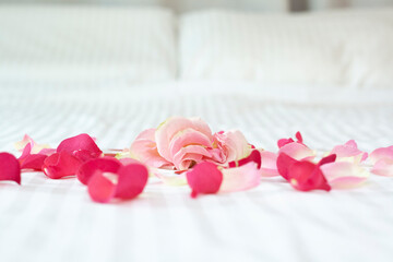 Rose petals on the bed on valentines day