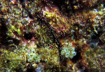 Obraz na płótnie Canvas A black Ornate ghost pipefish Boracay Island Philippines