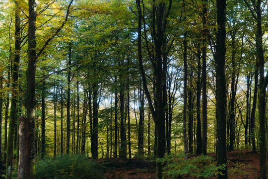 Green autumn forest