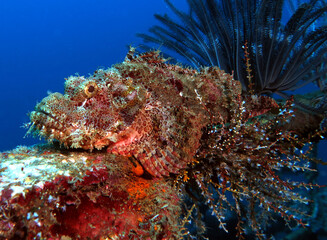 Fototapeta na wymiar A Bearded Scorpionfish with blue background Boracay Island Philippines
