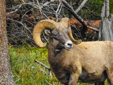 bighorn sheep in the mountains