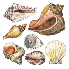 Seashells watercolor set. Hand drawn illustration-conch, shell, and cockleshell  isolated on white...