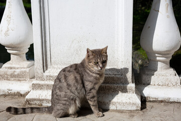 beautiful cute cat taking sun bath at street of old town