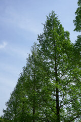 Fototapeta premium メタセコイヤの並木