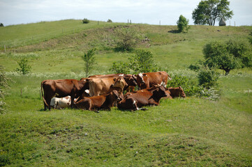 A group of cows and green grass