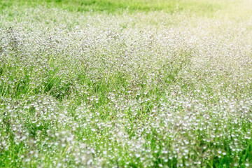 Background of Morning Dew on Green Grass in the Summer. Selective focus. 