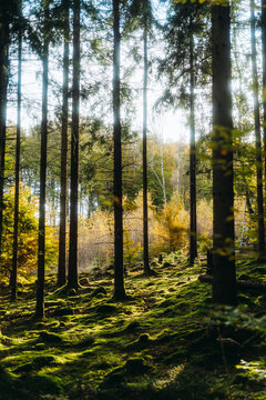 Sunny autumn day in the forest