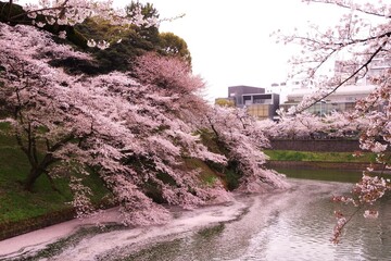 千鳥ヶ淵のソメイヨシノ
