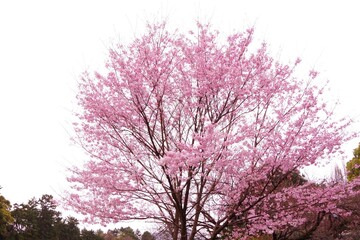 Obraz na płótnie Canvas 千鳥ヶ淵の桜