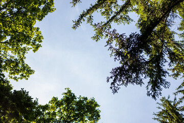 view of the slightly cloudy sky with green branches