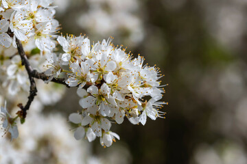 Close up of a sloe blossom against a blurred background 