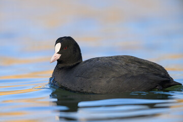 A Eurasian Coot swimming on a lake