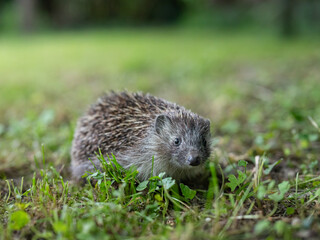 Naklejka na ściany i meble A cute hedgehog walking in a meadow