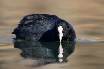 A Eurasian Coot swimming on a lake