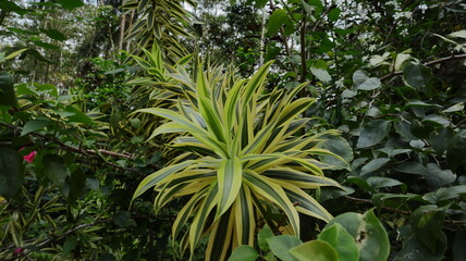 Fototapeta premium A Yellow Variegated leaf plant (Dracaena Reflexa)