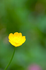 Obraz premium Buttercup is a genus of annual or perennial herbaceous plants of the Buttercup family. Water or ground herbs with caustic and sometimes poisonous juice.