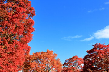 青空と紅葉