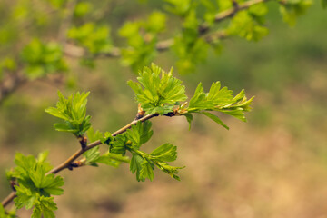 Young shoots is Hawthorn, Latin Crataegus, is a genius of deciduous, belonging to the Rosaceae family.
