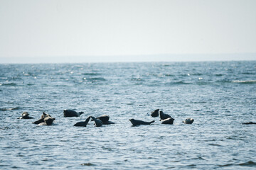 Fototapeta premium Robbenkolonie im Naturreservat auf Öland