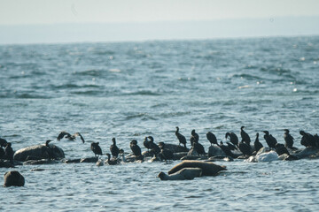 Robbenkolonie im Naturreservat auf &Ouml;land