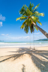 palm tree on the beach