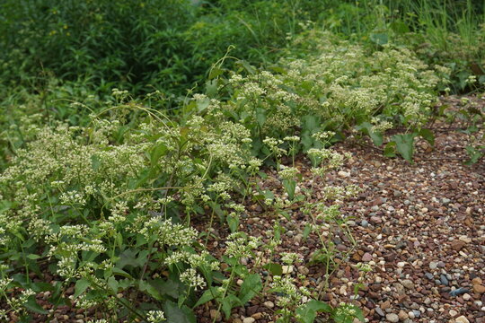 close up photo of a white wild plant or flower with the name arabis procurrens