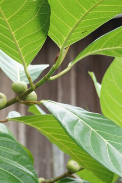 close up photo of a tree with green round fruit with the name ficus nota