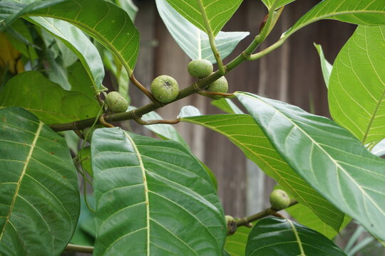 close up photo of a tree with green round fruit with the name ficus nota