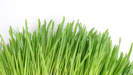 green grass isolated on white background
