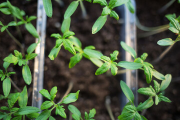 seedlings of vegetables tomatoes on windowsill of home in spring
