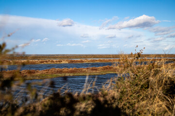 Obraz premium Paysage des marais de Camargue à Saintes-Maries-de-la-Mer (Occitanie, France)