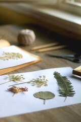 Fototapeta na wymiar Old book, papers, various pressed flowers, eyeglasses, scissors, pencils and rope on wooden desk. Crafting and making herbarium at home. Selective focus.