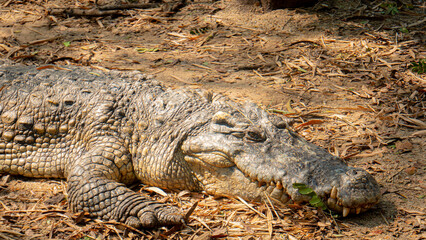 A big crocodile lies motionless, basking in the sun on the ground. Prehistoric times.